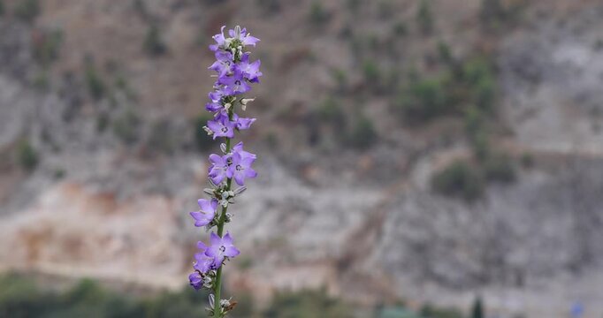 Campanules violettes sur une tige devant un fond de pierre