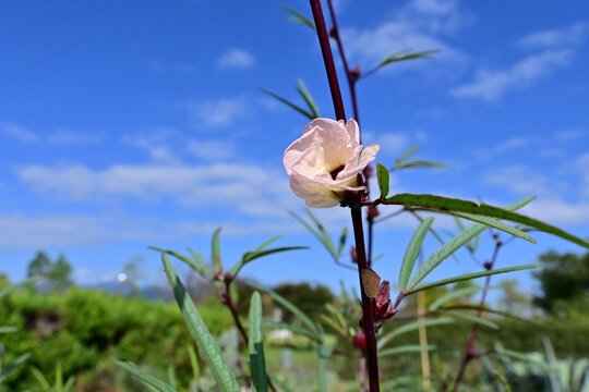Roselle. Malvaceae tropical edible hibiscus. The calyces that form after flowering are highly nutritious and very popular as a food source.