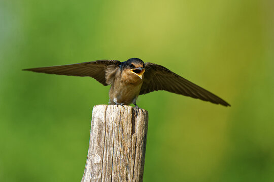 Pacific Swallow Hirundo javanica hungry young fledgling with wide open beak and outstretched wings on old wooden post, juvenile passerine bird of family Hirundinidae, green background, tropical Asia