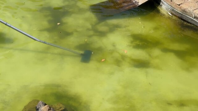 Cleaning a green pond with a long handled tool