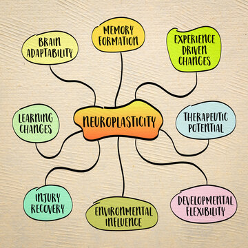 neuroplasticity, brain's ability to adapt and reorganize itself by forming new neural connections throughout life, mind map  sketch