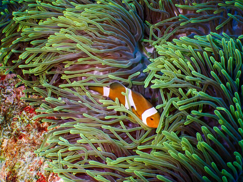 Close up of anemone and clownfish at Tenggol Island