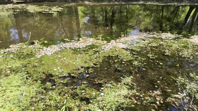 Wide horizontal view of scattered autumn leaves floating on duckweed and pond algae with dark tree reflections along the calm water shore