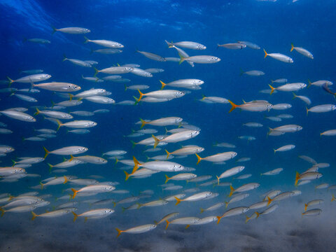 school of fish swimming ocean