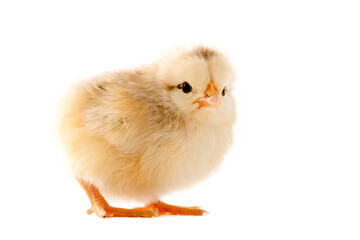 young chick © TECHUB