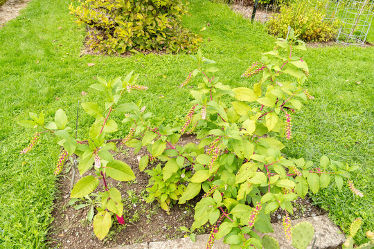 American pokeweed or Phytolacca Americana plant in Saint Gallen in Switzerland 31.8.2026