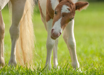 1 day old Miniature horse foal colt peers at us in gras field © Mark J. Barrett