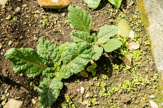 Mandrake or Mandragora Autumnalis plant in Saint Gallen in Switzerland 31.8.2026
