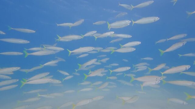 school of fish swimming in ocean