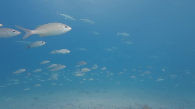 coral reef with school of fish