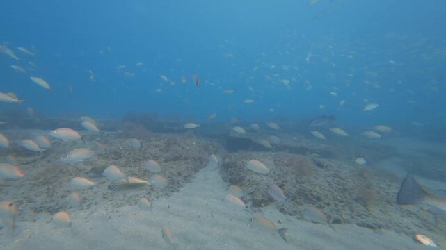 coral reef with school of fish