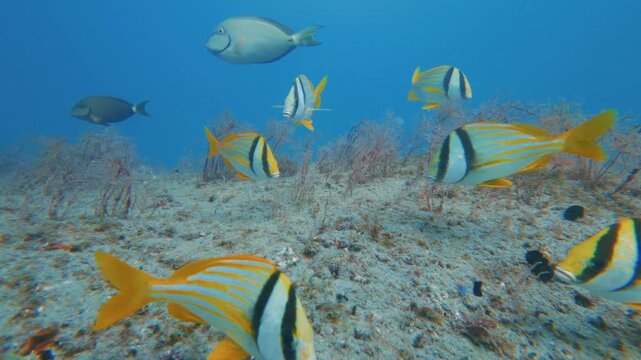 coral reef with school of fish