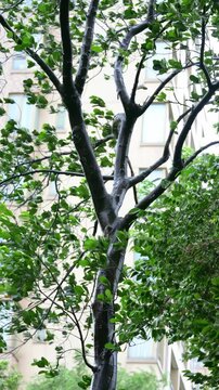 Tree with wet dark trunk and green leaves swaying in strong wind beside residential building