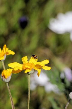 Flower Beetle (Liparetrus discipennis) feeding on daisy bush, South Australia