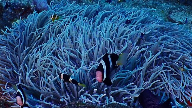 Motion of anemone