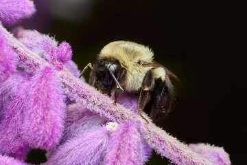A common eastern bumblebee rests on fuzzy purple flowers. © JK