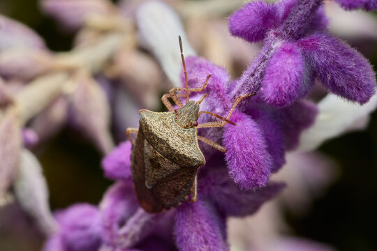 A brown stink bug clings to fuzzy purple flowers.
