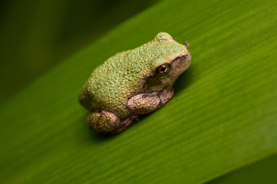 A Cope's gray treefrog rests on a green leaf.