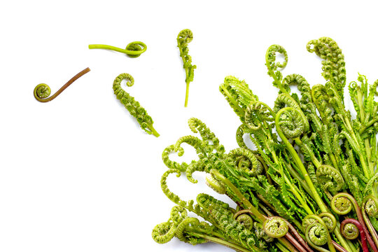Fresh edible vegetable fern fiddleheads isolated on white background.