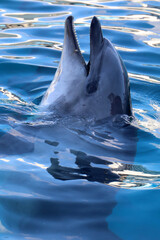 Bottlenose dolphin poking its head above blue water surface with open mouth. © Bowonpat
