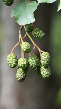 Immature green cones on a common alder tree branch swaying gently in a soft breeze outdoors