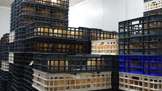 Crates with fresh cheese heads aging in a cold storage room at a dairy farm