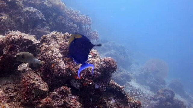 Redtoothed Triggerfish Swimming Over Coral Reef