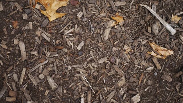  Texture Series - Mulch on Ground with Autumn Leaves.