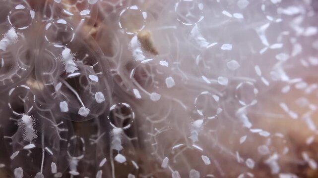 Light Bulb Sea Squirt Colony Macro Close-Up