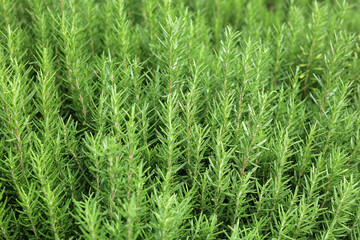 Fototapeta premium Fresh green rosemary plants growing in the garden.