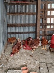 Rustic indoor poultry farm shed with free-range chickens and feeding equipment © SHDESINES