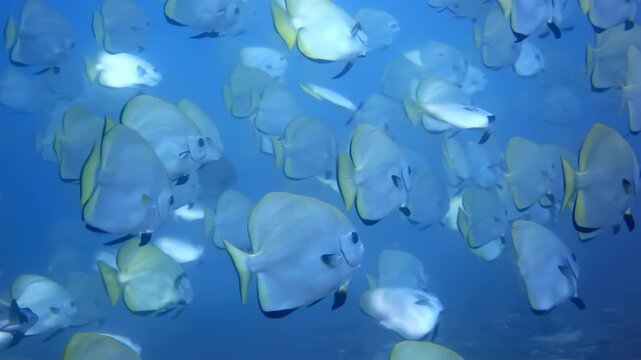 School of Batfish Swimming in Clear Blue Water