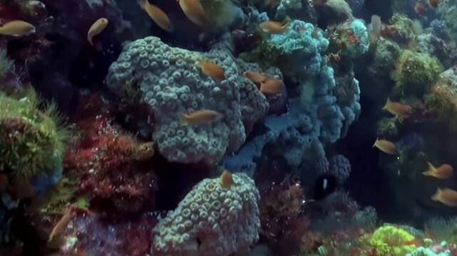 A mesmerizing tableau unfolds within a tropical coral reef, showcasing a vibrant ecosystem.