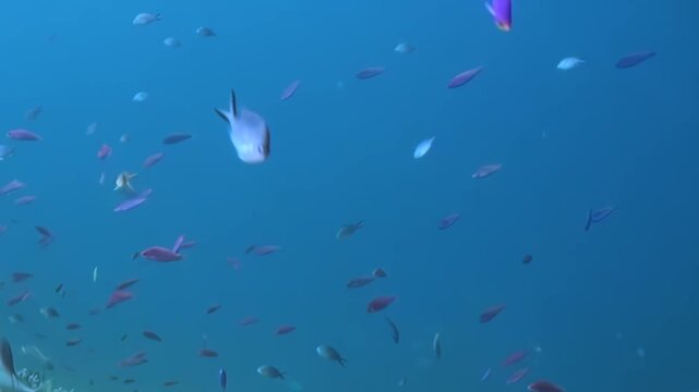 Scattered Reef Fish in Open Blue Water. The scene shows natural schooling or reef-fish movement with visible coral, rock or open water forming the surrounding marine habitat.