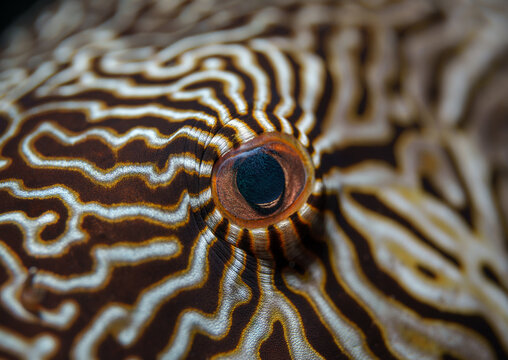 Pufferfish Eye and Zebra-Like Skin Pattern in Macro Detail