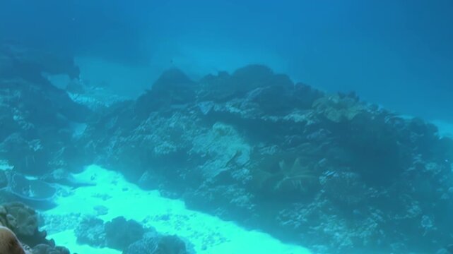 Drifting through the tranquil blue waters, revealing an exquisite coral reef ecosystem. Gaze upon vibrant stony corals and pristine white sand channels during a bright daytime dive.