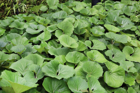 Green leopard plant leaves background.