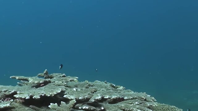Witness a serene underwater ballet as dark damselfish gracefully navigate a magnificent coral reef. Sunlight filters through the clear blue ocean, illuminating this lively marine world.