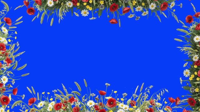 Realistic 3D CGI rendering of a wildflowers border frame with daisies and poppies top and bottom isolated on a blue background. Perfect for wedding videos, spring promos, greeting cards, summer events