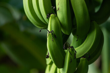 Close-up of raw green bananas bunch hanging on plant at organic tropical plantation in sunny day © Nguyen Tuan