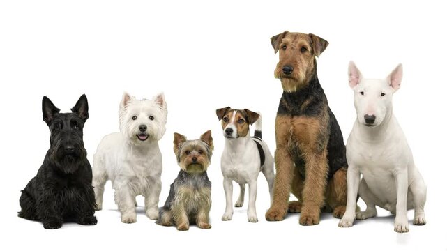A group of active terrier dog breeds including Airedale Terrier, Jack Russell, West Highland White Terrier, and Yorkshire Terrier sitting together isolated on a pure white background. Excellent for do