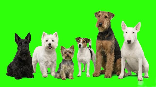 Detailed realistic 3D rendering of various terrier dog breeds including Airedale Terrier, Jack Russell, Yorkshire Terrier, and Westie isolated on a chroma key green screen background. Perfect for pet 