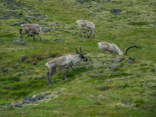 Wild  Reindeer herd in Iceland. © Zimu