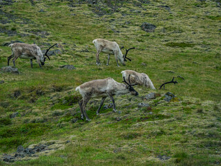 Wild  Reindeer herd in Iceland. © Zimu