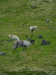 Wild  Reindeer herd in Iceland. © Zimu