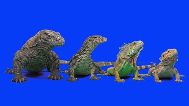 Detailed 3D rendering of large exotic reptiles including monitor lizard, komodo dragon, and green iguana standing isolated on a blue background. Perfect for wildlife channels, nature documentaries, zo