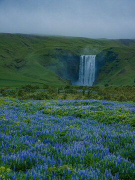 Summer view of the Skogafass in Iceland, with Lupines in front.