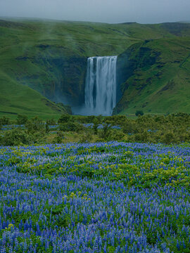 Summer view of the Skogafass in Iceland, with Lupines in front.