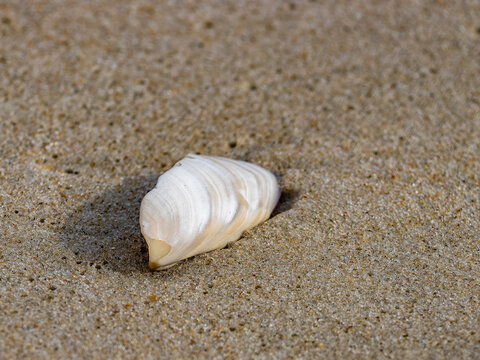 seashell on the beach