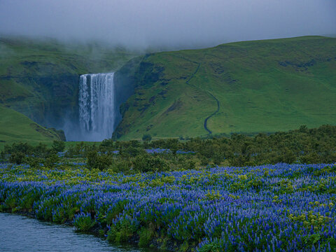 Summer view of the Skogafass in Iceland, with Lupines in front.